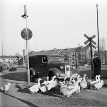 Gåsflock på spårvägsspår vid Sofielundsplan i Enskede