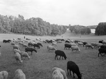 Betande får i Hagaparken