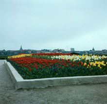 Plantering på Solliden, Skansen, med tulpaner, påskliljor och pingstliljor. Utsikt mot Södermalm