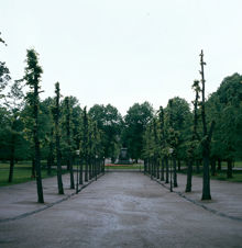 Humlegården, östra allén. I fonden Linnéstatyn