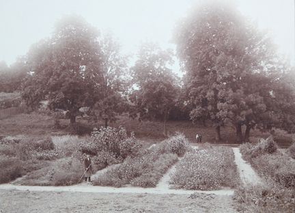 Svartvitt foto på odlingsbäddar med blommor i skolträdgård.