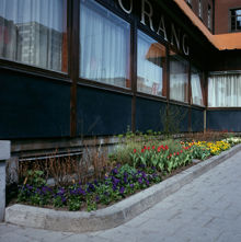 Plantering utanför fönstren till Centralstationens Restaurang