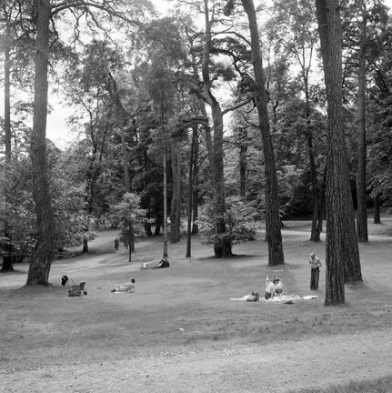 Familjer har picknick i Hagaparken