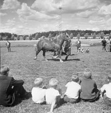 Solvalla. Hästens dag. En kallblodshäst visas för hand